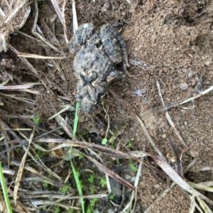 Crinia sp. (genus) at Lower Boro, NSW - 28 Apr 2017 09:11 AM