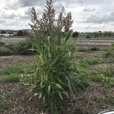 Sorghum bicolor (Cultivated Sorghum) at Palmerston, ACT - 7 Apr 2020 by walter