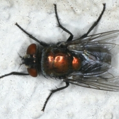 Lucilia sp. (genus) (A blowfly) at Ainslie, ACT - 3 Apr 2020 by jbromilow50