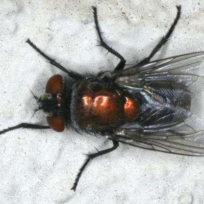 Lucilia sp. (genus) (A blowfly) at Ainslie, ACT - 3 Apr 2020 by jbromilow50