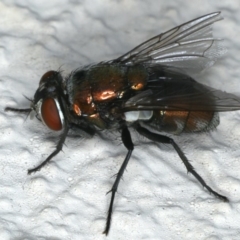 Lucilia sp. (genus) at Ainslie, ACT - 3 Apr 2020