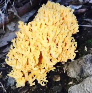 Ramaria sp. at Acton, ACT - 9 Apr 2020 04:00 PM