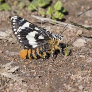 Apina callisto at Hawker, ACT - 7 Apr 2020