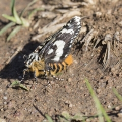 Apina callisto at Hawker, ACT - 7 Apr 2020