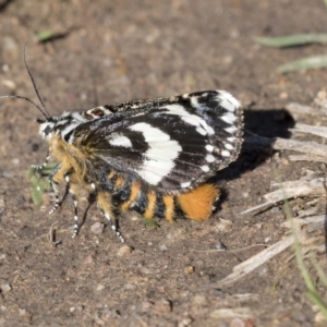 Apina callisto at Hawker, ACT - 7 Apr 2020