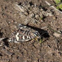 Apina callisto at Hawker, ACT - 7 Apr 2020