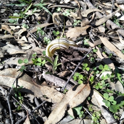 Diplodium truncatum (Little Dumpies, Brittle Greenhood) at Joadja - 10 Apr 2020 by @Joadja