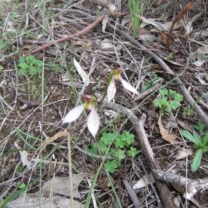 Eriochilus cucullatus at Kambah, ACT - 10 Apr 2020