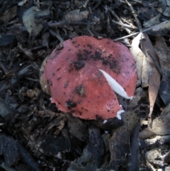 Unidentified Fungus at Joadja - 10 Apr 2020 by @Joadja