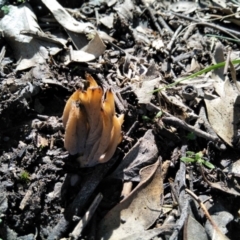 Unidentified Fungus at Joadja - 10 Apr 2020 by @Joadja