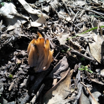 Unverified Fungus at Joadja - 10 Apr 2020 by @Joadja