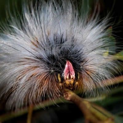 Anthela varia (Hairy Mary) at West Belconnen Pond - 5 Apr 2012 by Bron