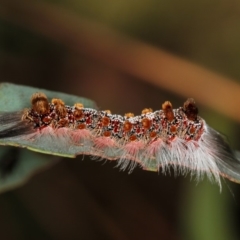 Euproctis baliolalis (Browntail Gum Moth) at West Belconnen Pond - 5 Apr 2012 by Bron