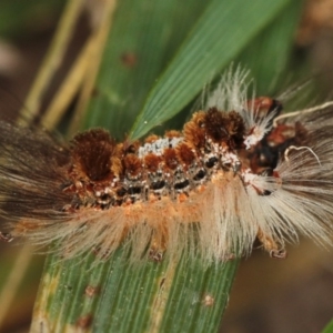 Euproctis baliolalis at Dunlop, ACT - 5 Apr 2012