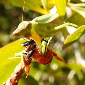 Milichiidae (family) at Kambah, ACT - 9 Apr 2020 02:37 PM