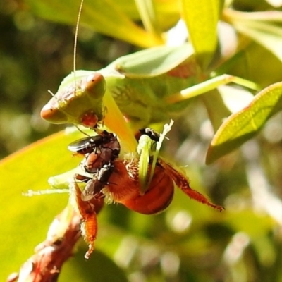 Mantodea (order) (Unidentified praying mantis) at Kambah, ACT - 9 Apr 2020 by HelenCross