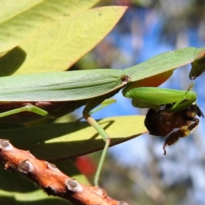 Orthodera ministralis at Kambah, ACT - 9 Apr 2020