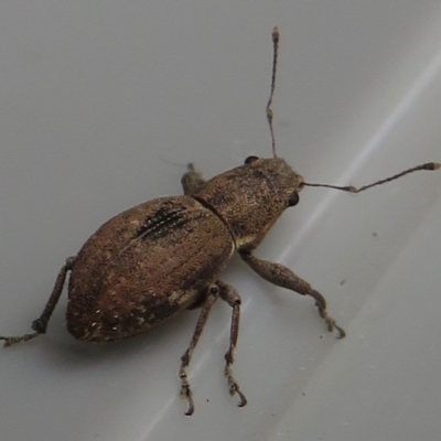 Naupactus cervinus (Fuller's rose weevil) at Narrabundah, ACT - 7 Apr 2020 by RobParnell