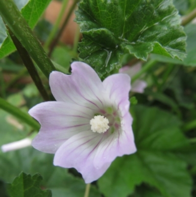 Malva neglecta (Dwarf Mallow) at Narrabundah, ACT - 10 Apr 2020 by RobParnell