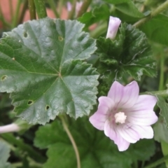 Malva neglecta at Narrabundah, ACT - 10 Apr 2020