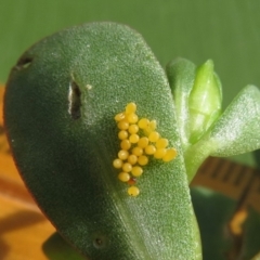 Coccinellidae (family) - 1 Jan 1900 by RobParnell