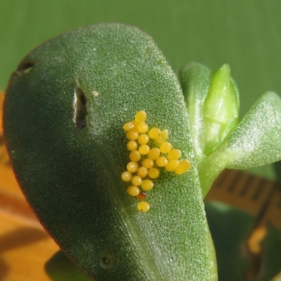 Coccinellidae (family) - 1 Jan 1900 by RobParnell