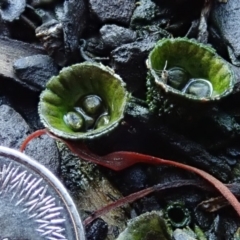 Cyathus sp. (A Bird's Nest Fungus) at Spence, ACT - 10 Apr 2020 by Laserchemisty