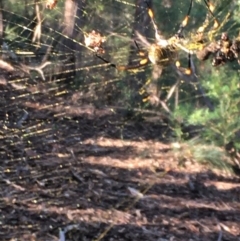 Nephila plumipes (Humped golden orb-weaver) at Millingandi, NSW - 10 Apr 2020 by Vsery