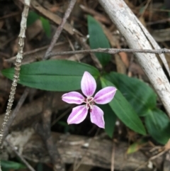 Schelhammera undulata (Lilac Lily) at Millingandi, NSW - 7 Apr 2020 by Vsery