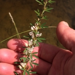 Lespedeza juncea subsp. sericea (Chinese Lespedeza) at Yarralumla, ACT - 27 Mar 2020 by NickiTaws