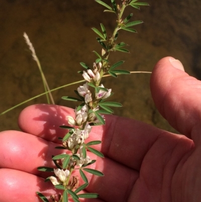 Lespedeza juncea subsp. sericea (Chinese Lespedeza) at Yarralumla, ACT - 27 Mar 2020 by NickiTaws