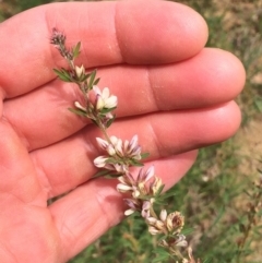 Lespedeza juncea subsp. sericea at Yarralumla, ACT - 27 Mar 2020 12:26 PM