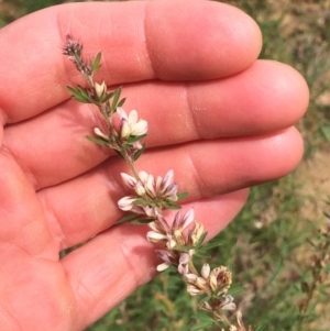 Lespedeza juncea subsp. sericea at Yarralumla, ACT - 27 Mar 2020 12:26 PM