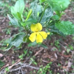 Goodenia ovata (Hop Goodenia) at Yellow Pinch, NSW - 8 Apr 2020 by Vsery