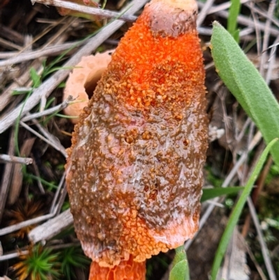 Phallus rubicundus (Phallus rubicundus) at Denman Prospect, ACT - 10 Apr 2020 by AaronClausen