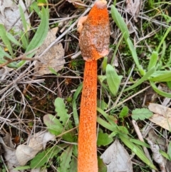 Phallus rubicundus at Denman Prospect, ACT - 10 Apr 2020 02:03 PM