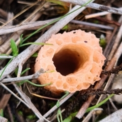 Phallus rubicundus at Denman Prospect, ACT - 10 Apr 2020 02:03 PM