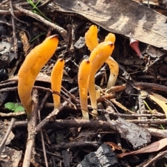 Clavulinopsis amoena (Yellow club) at Denman Prospect, ACT - 10 Apr 2020 by AaronClausen