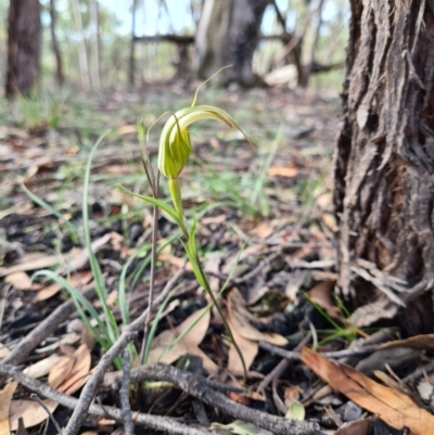 Diplodium ampliatum (Large Autumn Greenhood) at Denman Prospect, ACT - 10 Apr 2020 by AaronClausen
