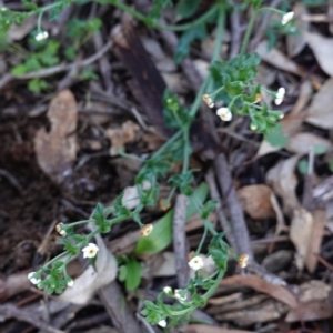 Hackelia suaveolens at Hughes, ACT - 10 Apr 2020