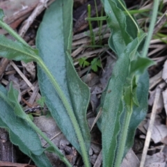 Hackelia suaveolens at Hughes, ACT - 10 Apr 2020