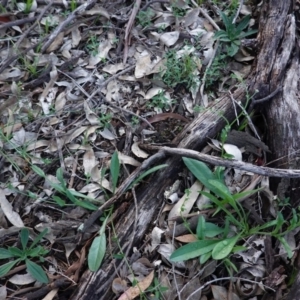 Hackelia suaveolens at Hughes, ACT - 10 Apr 2020