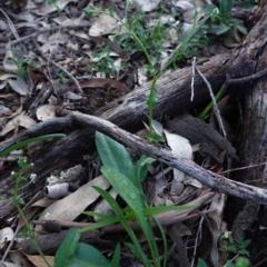 Hackelia suaveolens at Hughes, ACT - 10 Apr 2020