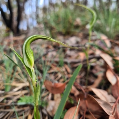 Diplodium ampliatum (Large Autumn Greenhood) at Denman Prospect, ACT - 10 Apr 2020 by AaronClausen