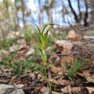 Diplodium ampliatum at Denman Prospect, ACT - suppressed