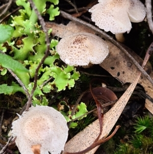 Lepiota s.l. at Denman Prospect, ACT - 10 Apr 2020