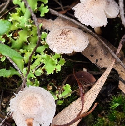 Lepiota s.l. at Denman Prospect, ACT - 10 Apr 2020 by AaronClausen