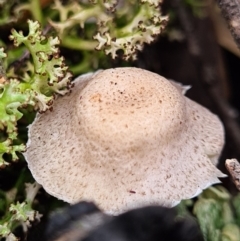 Lepiota s.l. at Denman Prospect, ACT - 10 Apr 2020