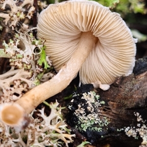 Lepiota s.l. at Denman Prospect, ACT - 10 Apr 2020