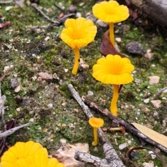 Lichenomphalia chromacea (Yellow Navel) at Denman Prospect, ACT - 10 Apr 2020 by AaronClausen